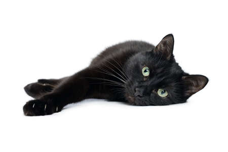 Black cat is lying on its side with its front paws stretched out and looking at the cameraの写真素材