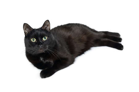 Black cat breed Bombay is lying on its side with its front paws tucked under itself and looking to the camera, isolated on whiteの写真素材