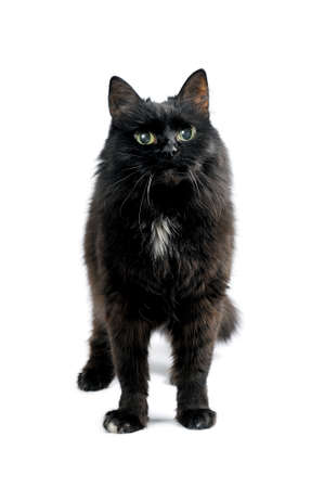 Cute black cat is standing on white looking at the camera.の写真素材