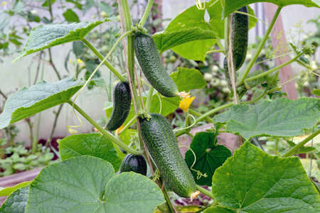 Green cucumber on a branch.の写真素材
