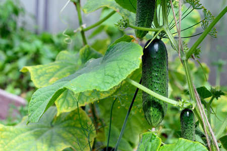 Green cucumber on a branch.の写真素材