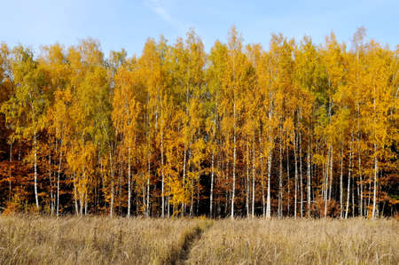 Autumn landscape: a path in a field with withered grass and a birch forest with yellow autumn foliage against a blue skyの写真素材