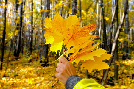 Female hand holds a bouquet of yellow autumn maple leaves on  of maple treesの写真素材