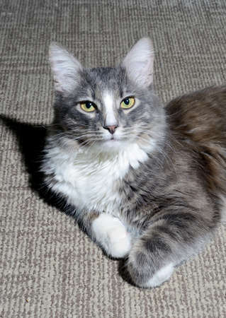 Close-up portrait of a young fluffy cat of dark color with stripes on a gray background. Studio portrait of a young cat on a gray backgroundの写真素材
