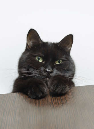 Head of a young black cat. Black cat looking down at the cameraの写真素材
