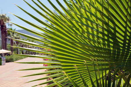 Young green palm leaf lit by the sun. graphic texture palm leafの写真素材