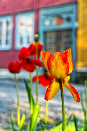 TRONDHEIM, NORWAY - June, 2017. Poppies on Hospitalsgata streetのeditorial素材
