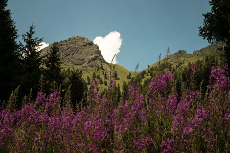 VAL SAN NICOLO', ITALY - August, 2017. Salvia nemorosa