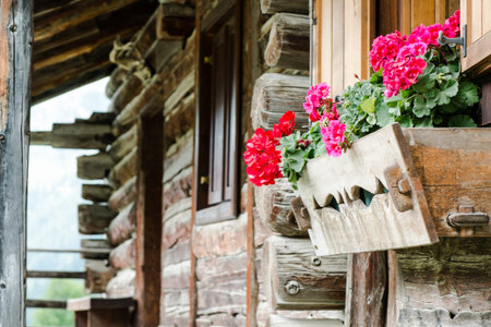 VAL SAN NICOLO', ITALY - August, 2017. Geranium in a farmstead