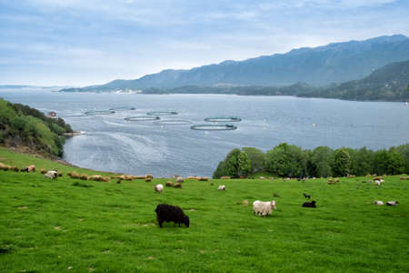 AVEROY, NORWAY - June, 2017. Grazing sheepの写真素材