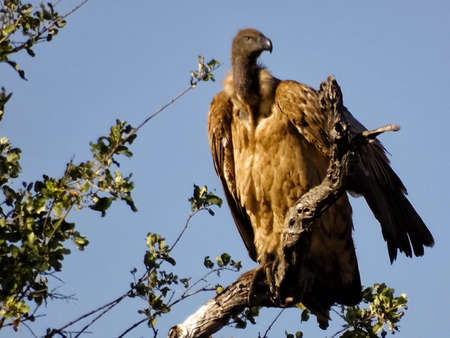 KRUGER NATIONAL PARK, SOUTH AFRICA - August , 2016. A vulture looks threateningのeditorial素材
