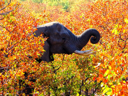 KRUGER NATIONAL PARK, SOUTH AFRICA - August , 2016. A male elephant is eating leaves