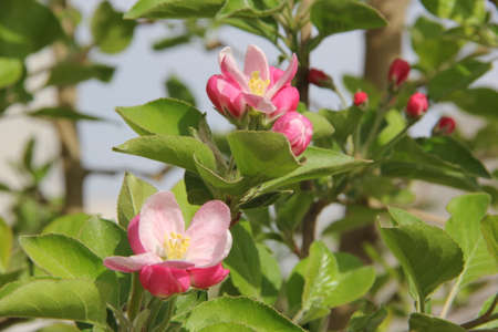 flower bloomingの写真素材