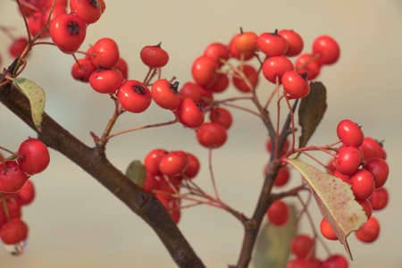 Wild fruitの写真素材