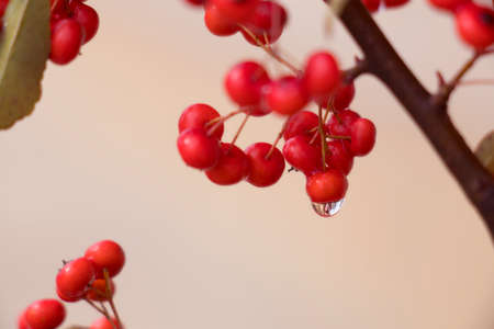 Wild fruitの写真素材