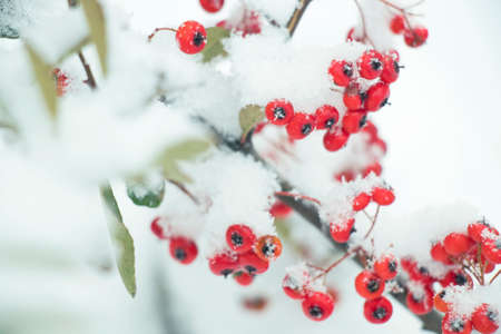 wild fruits covered with snowの写真素材
