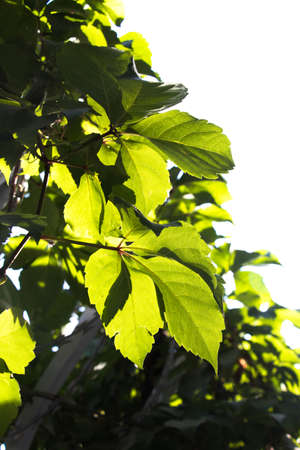 Green leaves of a growing plantの写真素材