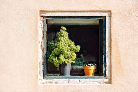 potted flowers in old window against light beige plaster wallの写真素材