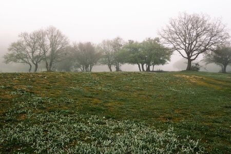 a trees on a slope with grass with a white border, a misty morning in springの写真素材