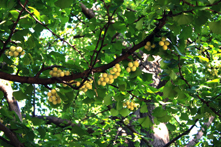 Gingko nuts on the tree in summerの写真素材