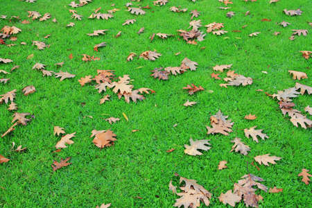 Dry leaves on green grass in a parkの写真素材