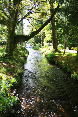 A stream running through the woodsの写真素材