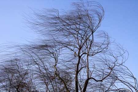 Leafless weeping willow in winter blown by the windの写真素材