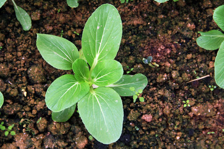 Chinese cabbage - Bok Choy growing in the ground