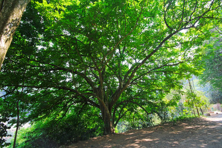 Majestic tree with many branches by hill slope