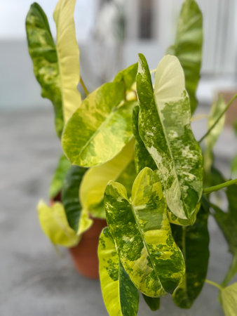 Variegated Philodendron Burle Marx in a potの写真素材