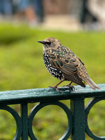 Common Starling sitting on a railing in a park on a sunny day