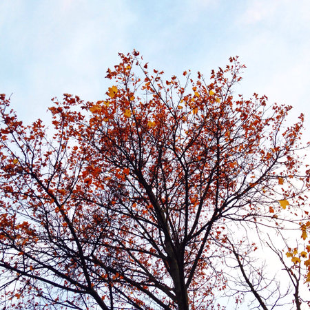 Pretty tree