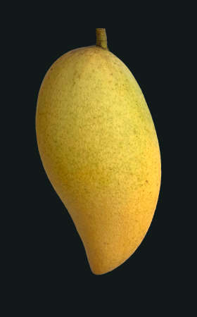mangos isolated on black backgroundの写真素材