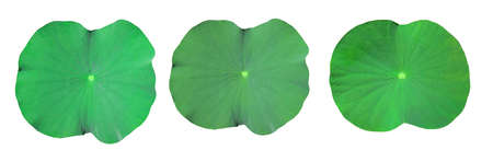 Lotus leaf collection of green leaf on a white background separately.の写真素材