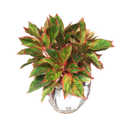 Come Gaulle's immense English name and scientific name that Chinese Evergreen Aglaonema sp. Ruaylonfa held in the family Araceae originated in tropical Southeast Asia on a white background.の写真素材