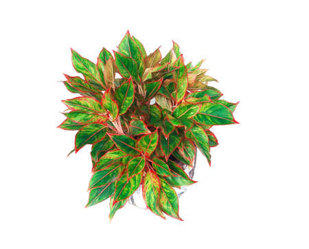 Come Gaulle's immense English name and scientific name that Chinese Evergreen Aglaonema sp. Ruaylonfa has held in the family Araceae origins in the tropics of Southeast Asia.の写真素材