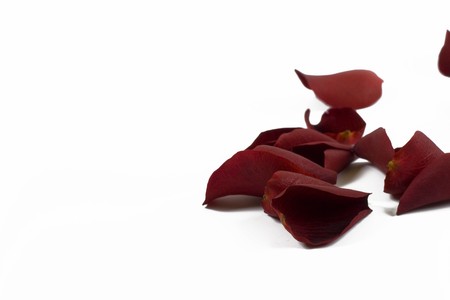 red rose petals on white backgroundの写真素材