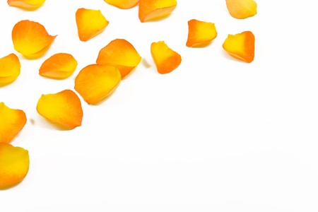 yellow rose petals on white backgroundの写真素材