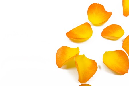 yellow rose petals on white backgroundの写真素材