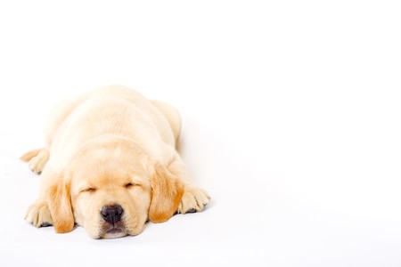 sleepy Puppy Labrador retriever cream on white backgroundの写真素材