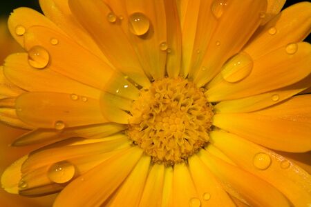 Closeup of yellow daisy-gerbera with water drops onの写真素材