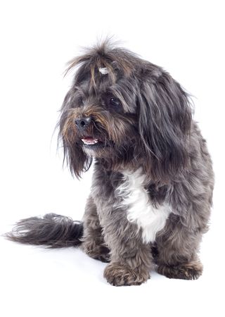 black bichon standing  on a white backgroundの写真素材