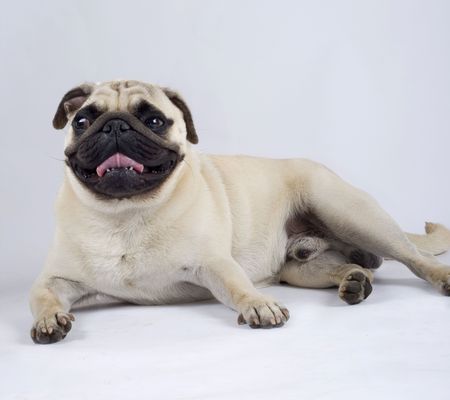 picture of a pug standing down with mouth openの写真素材