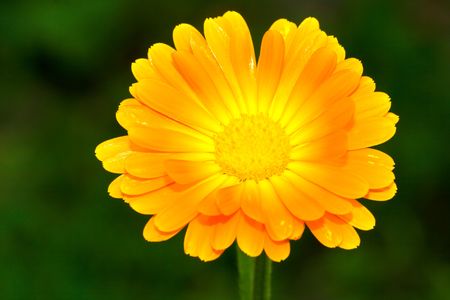 picture of an orange daisy against dark green natural backgroundの写真素材