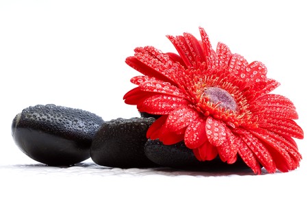 red gerber daisy and pebbles isolated on white - spa conceptの写真素材