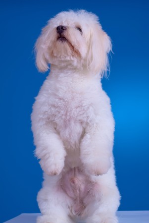 picture of a bichon dog standing on his hind legs against blue backgroundの写真素材