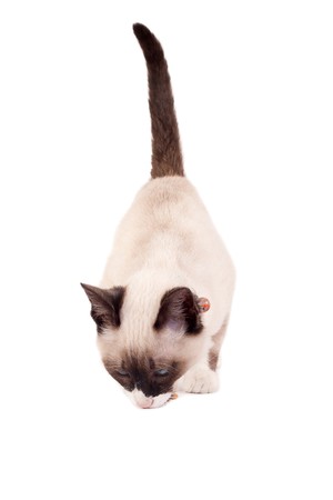 A purebred, Snowshoe Lynx-Point Siamese kitten eating over whiteの写真素材