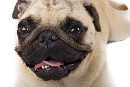 picture of a cute pug face , on whiteの写真素材