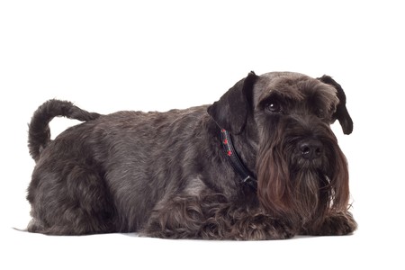 picture of a small black schnauzer on white background の写真素材