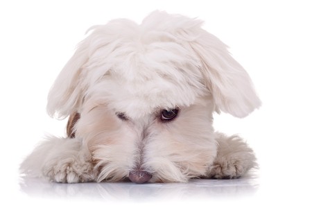cute face of a bichon on a white backgroundの写真素材